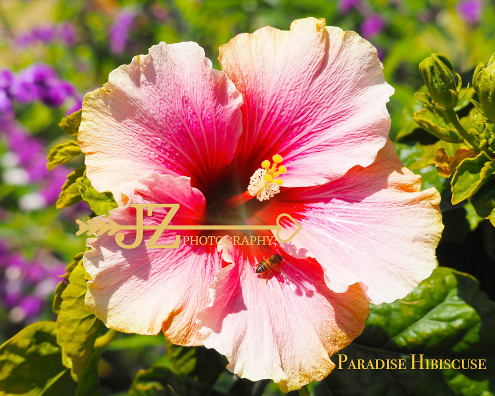 Paradise Hibiscuse