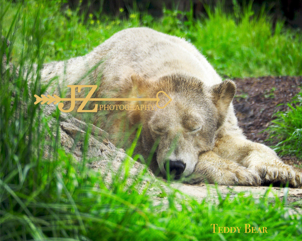Teddy Bear