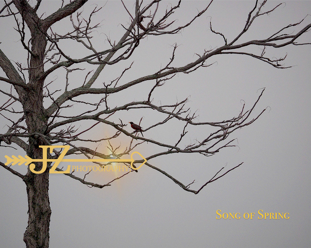 Song of Spring