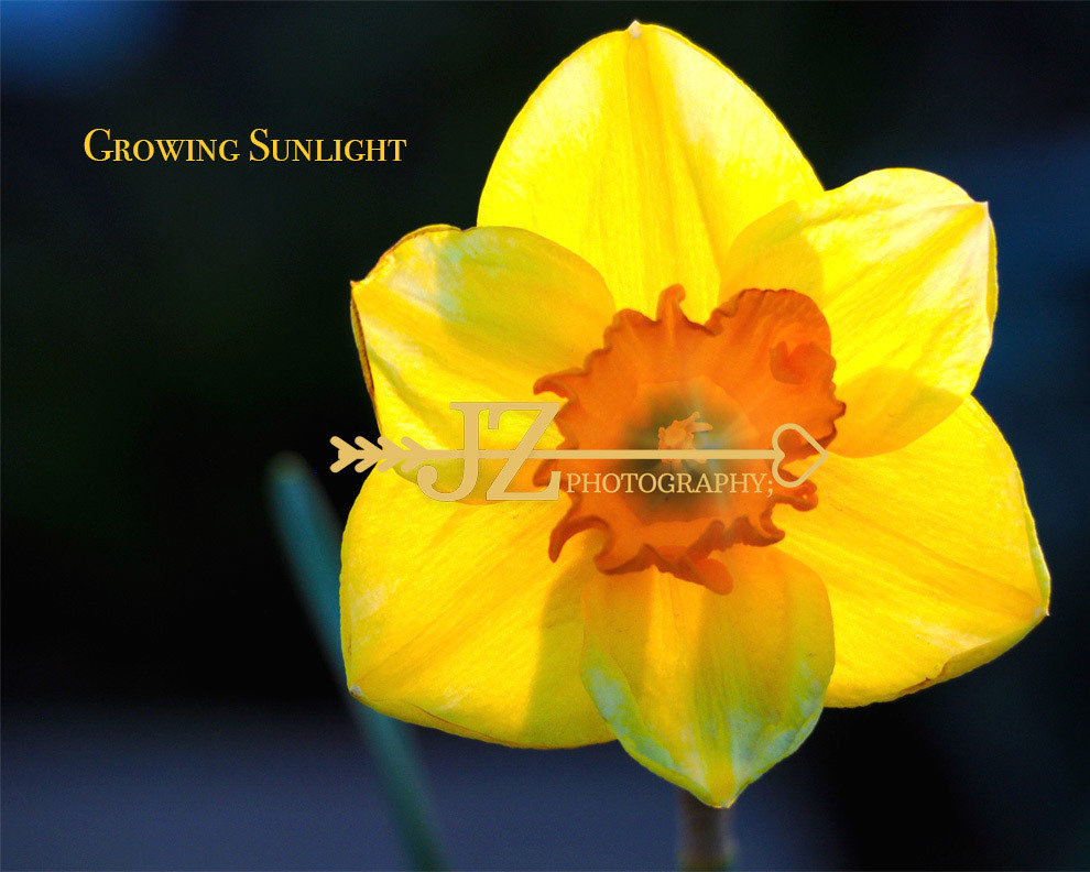 Growing Sunlight