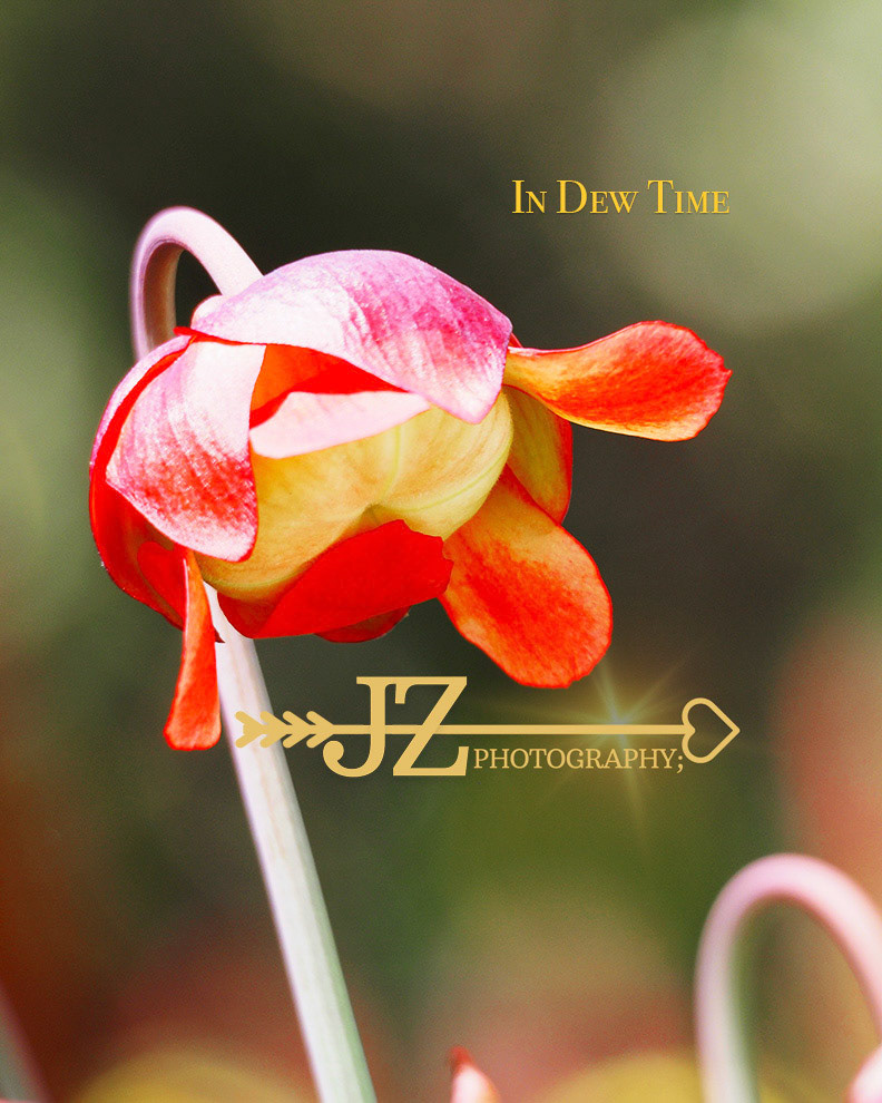 In Dew Time