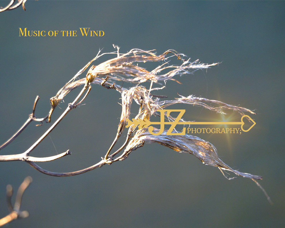 Music of the Wind