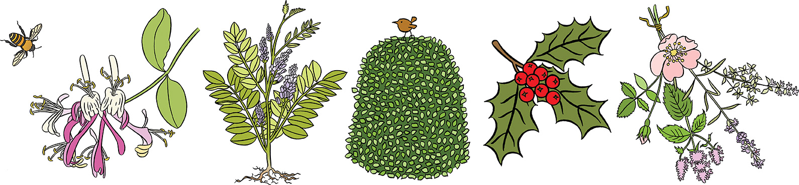 Small drop-in illustrations of honeysuckle and bee, a liquorice plant, small topiary and bird, holly and berries and a sprig of herbs and flowers