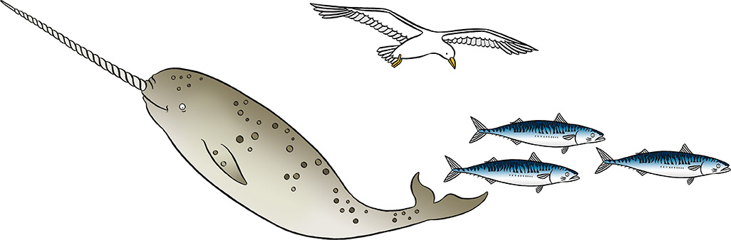 Illustrations of a narwhal, herring gull and three mackeral