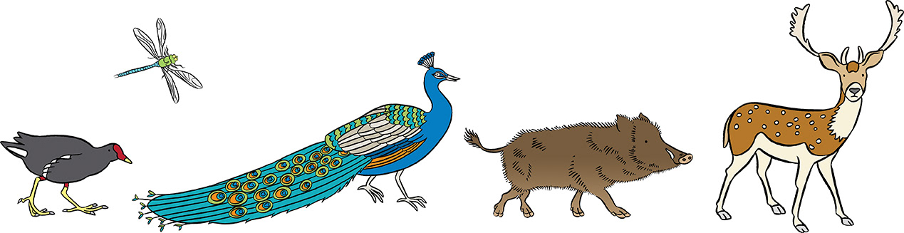Colour illustrations of a moorhen, dragonfly, peacock, wild boar and fallow deer