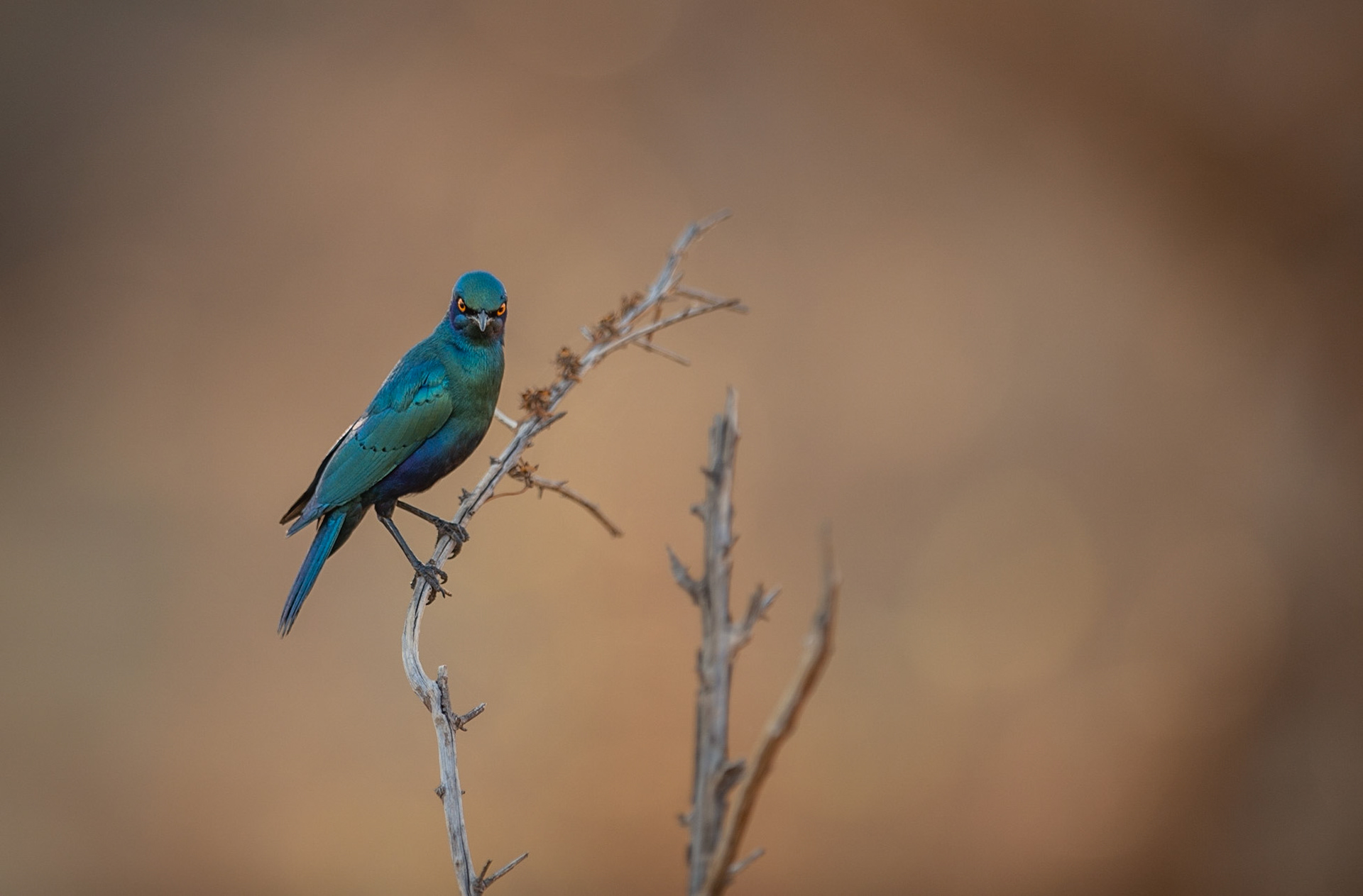 Greater Blue-eared Starling