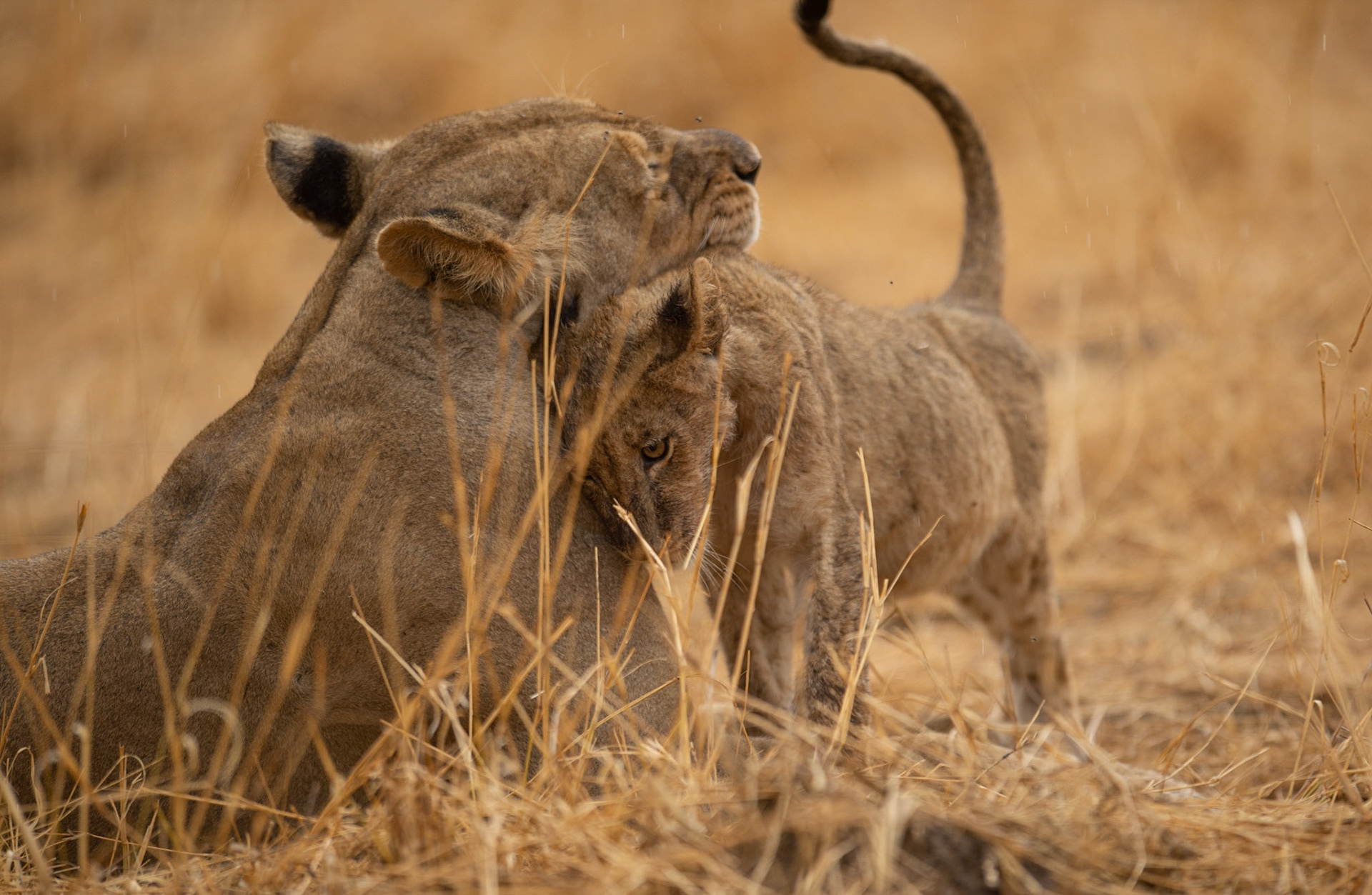 Lioness and Cubs