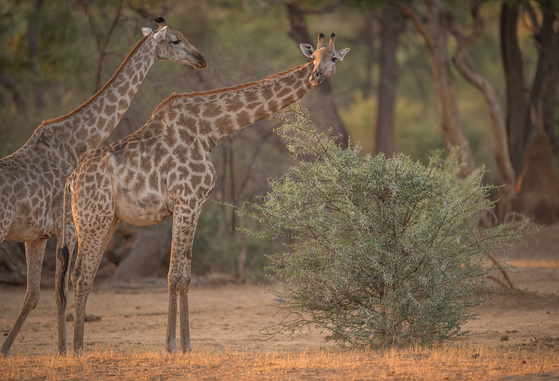 Giraffes