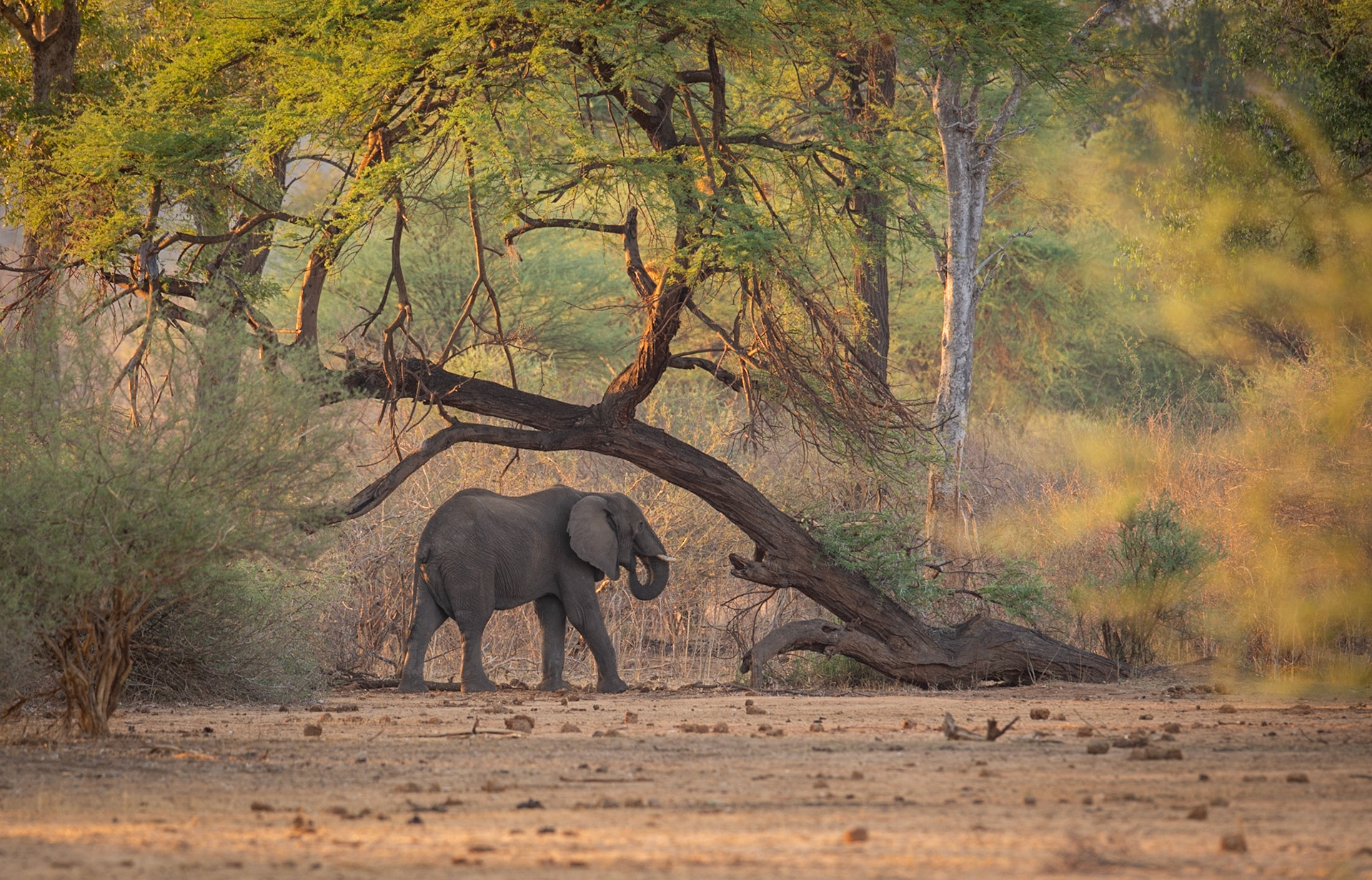 Elephant Forest