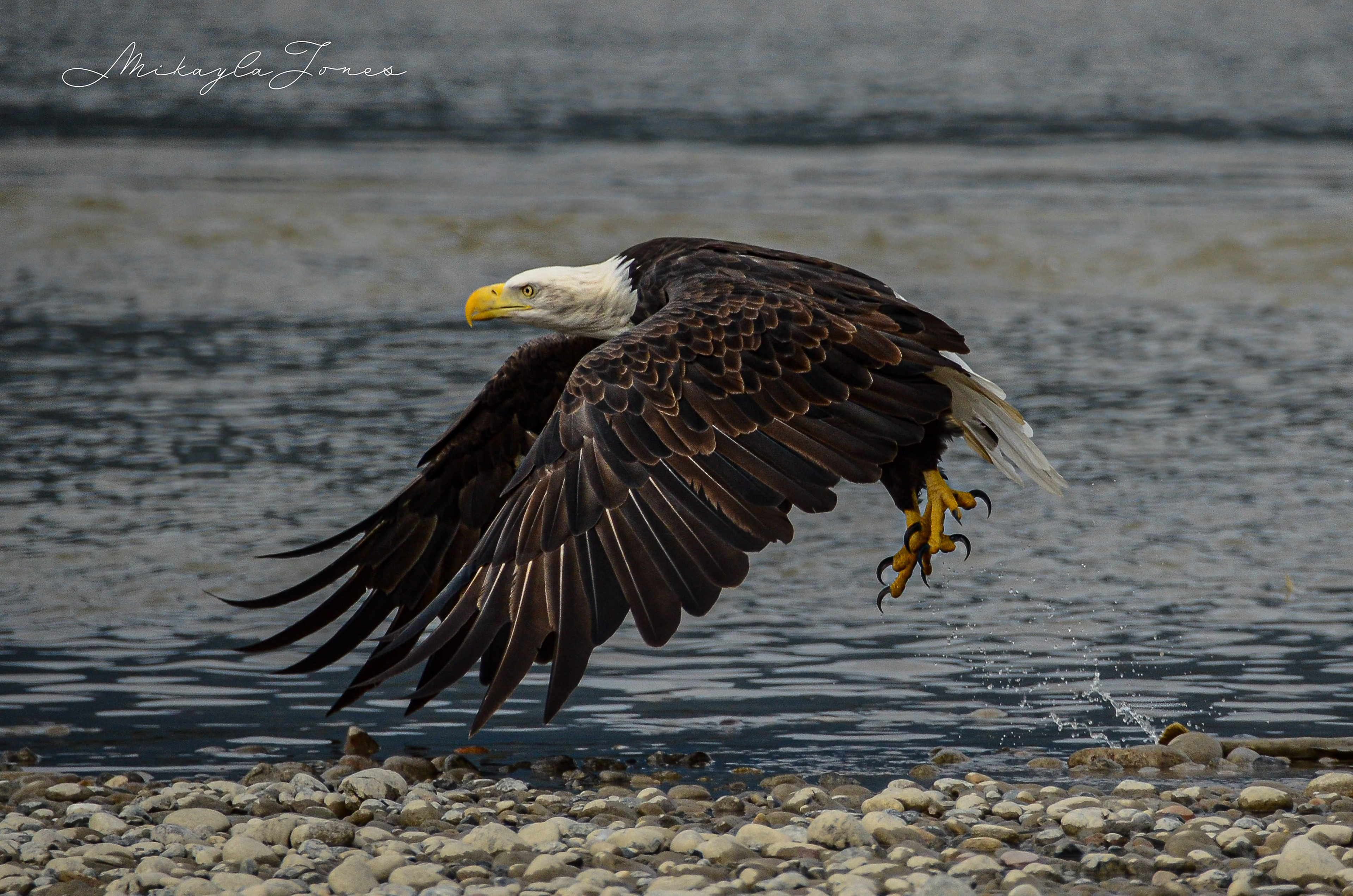 A bald eagle taking flight
