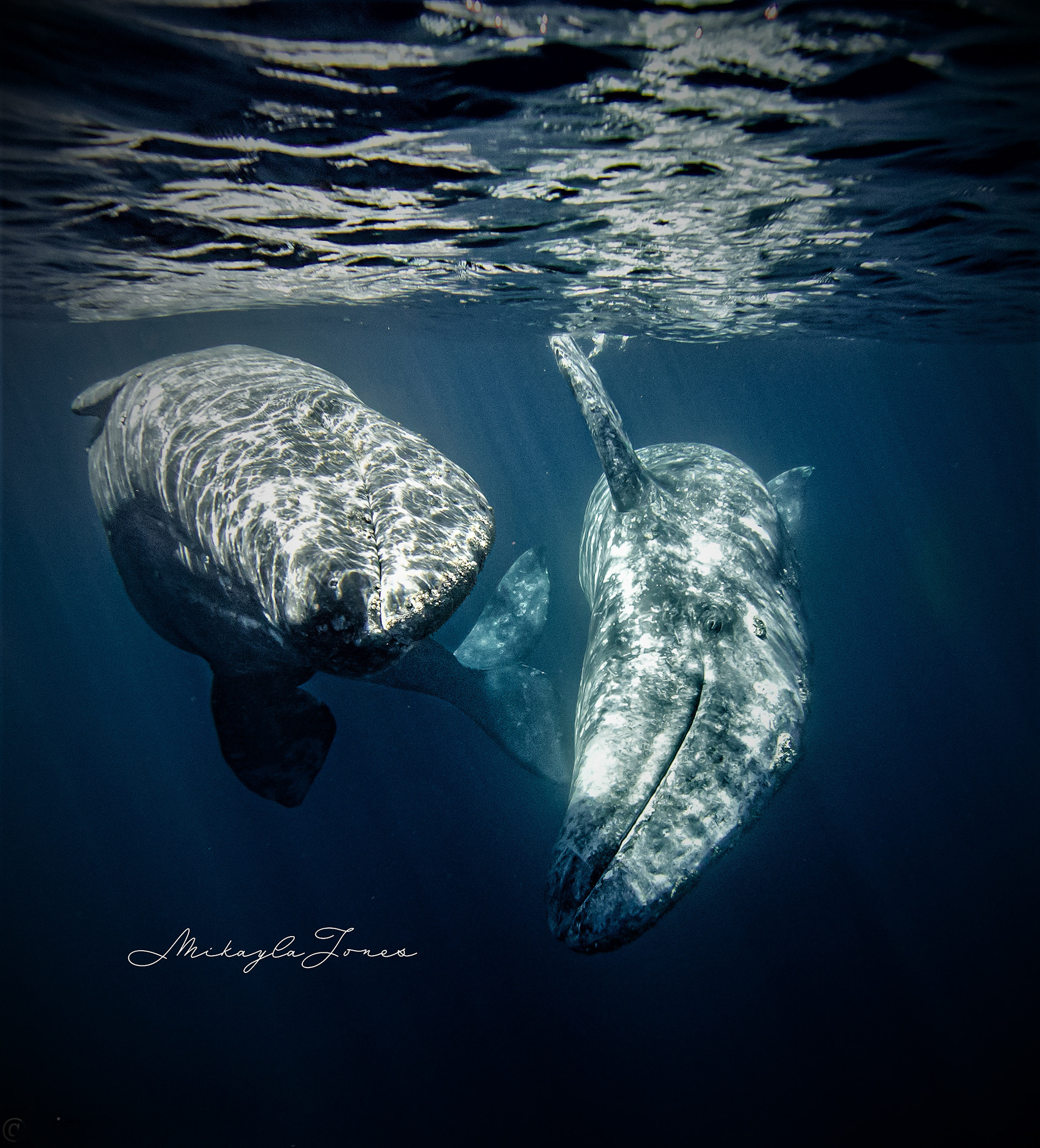 Two gray whales, Baja California Sur. Won 3rd place young ocean photographer of the year, 2021