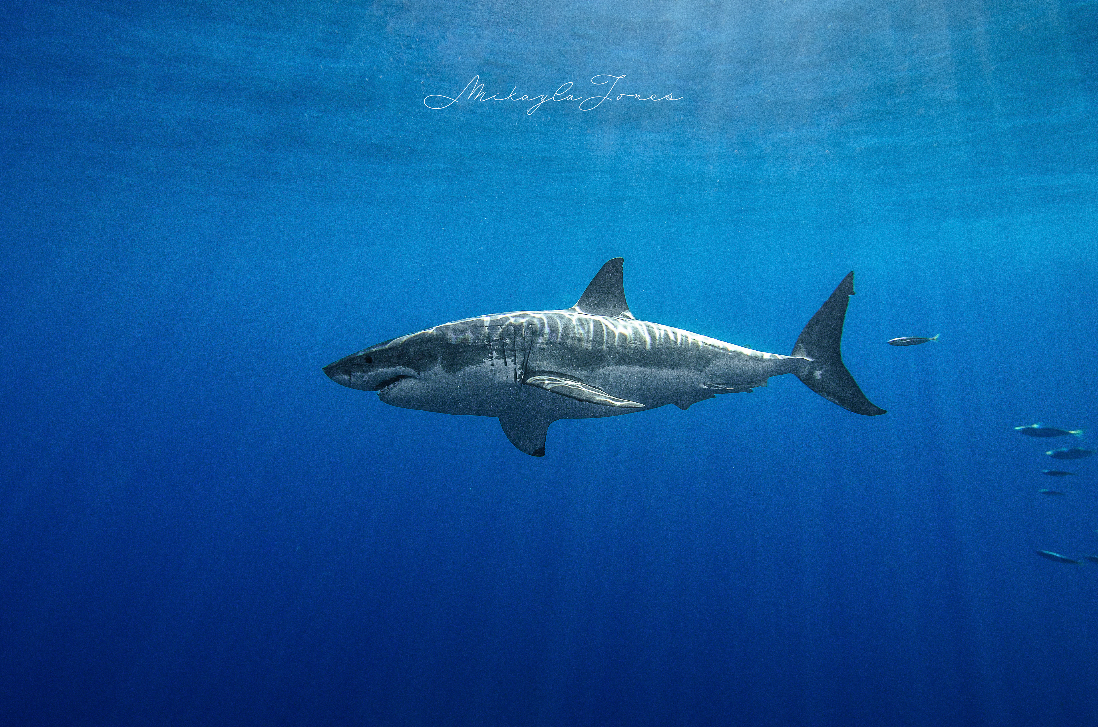 Great white shark- Isla Guadalupe