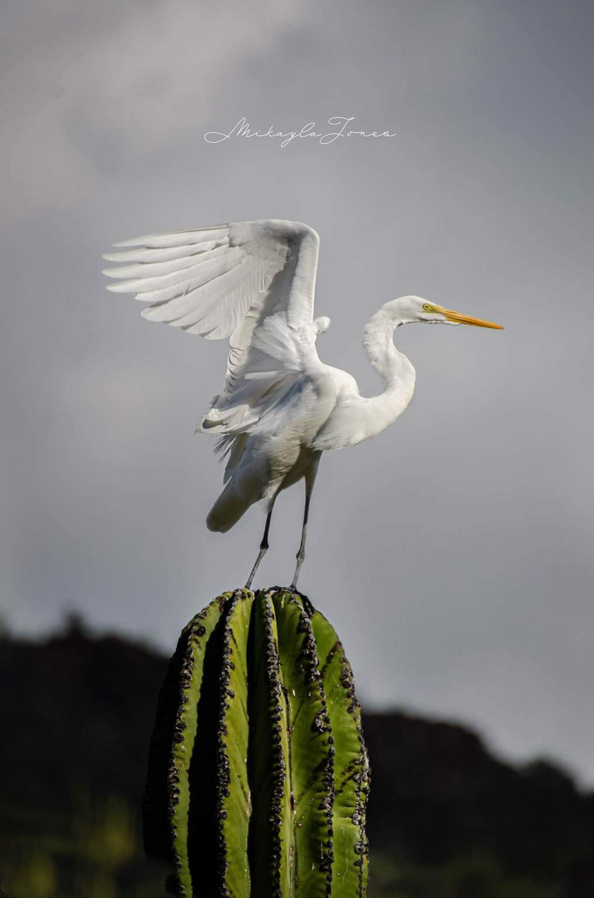 A snowy egret on top a cacti