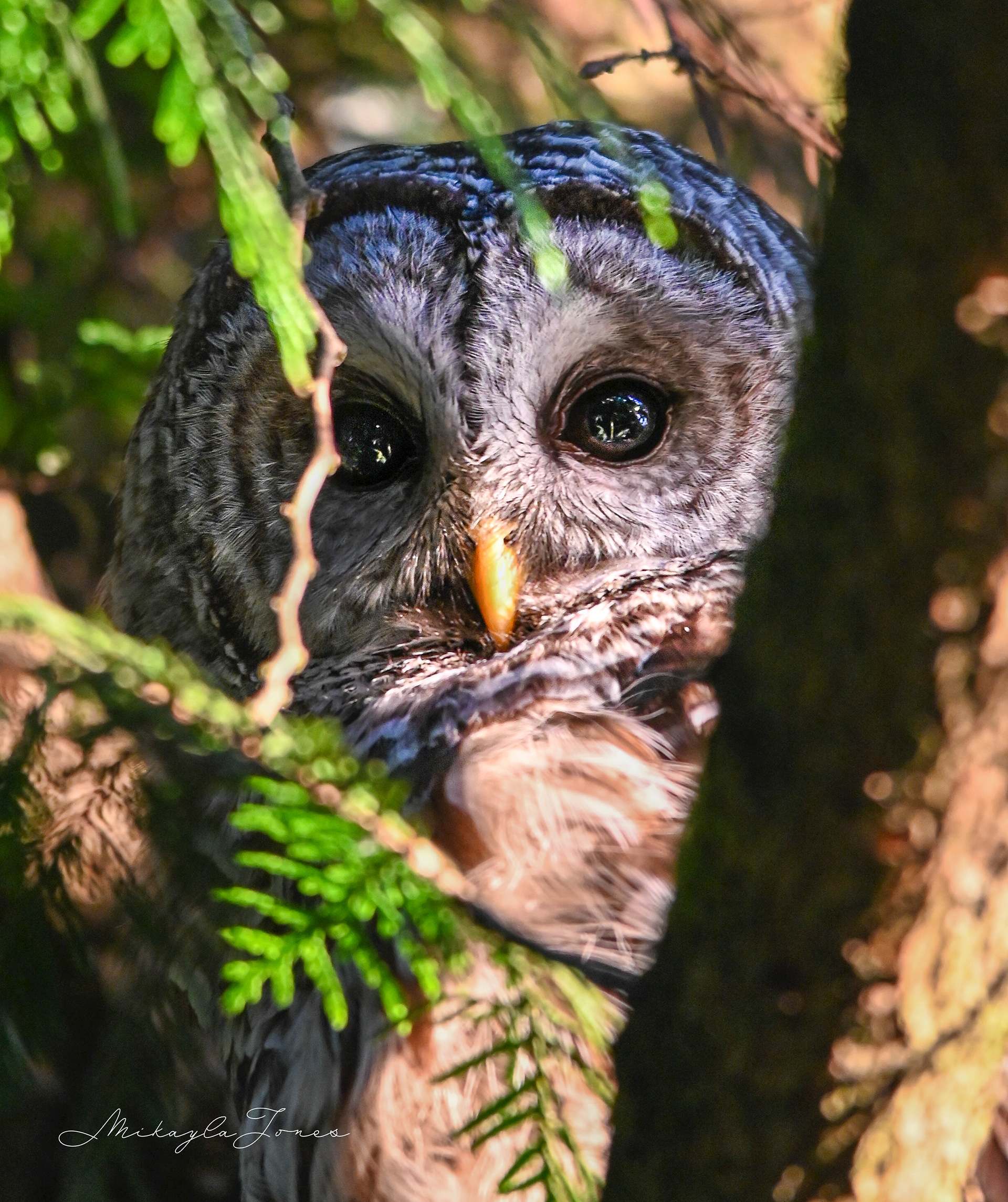 Close up of a barred owl