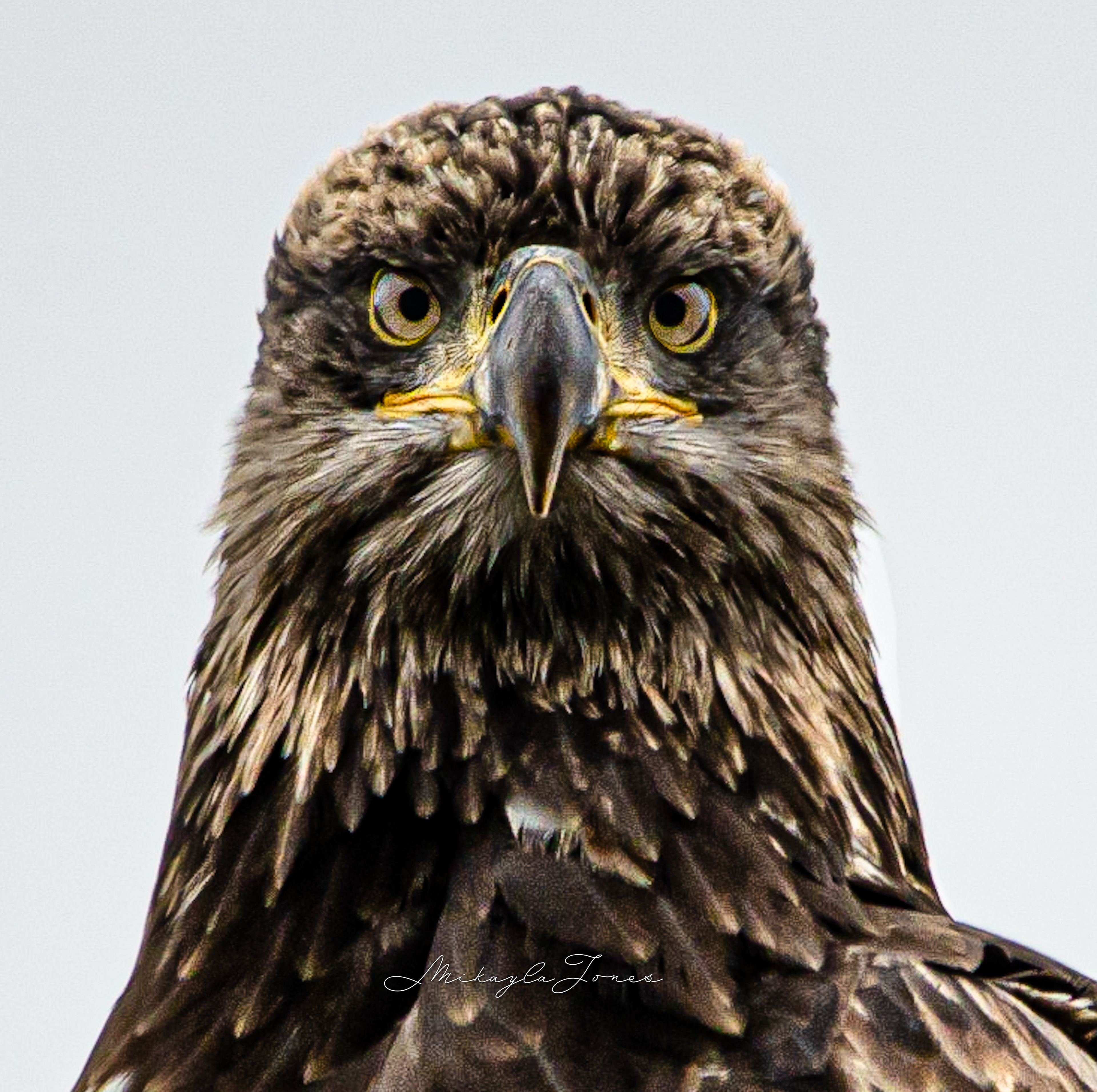 Juvenile bald eagle