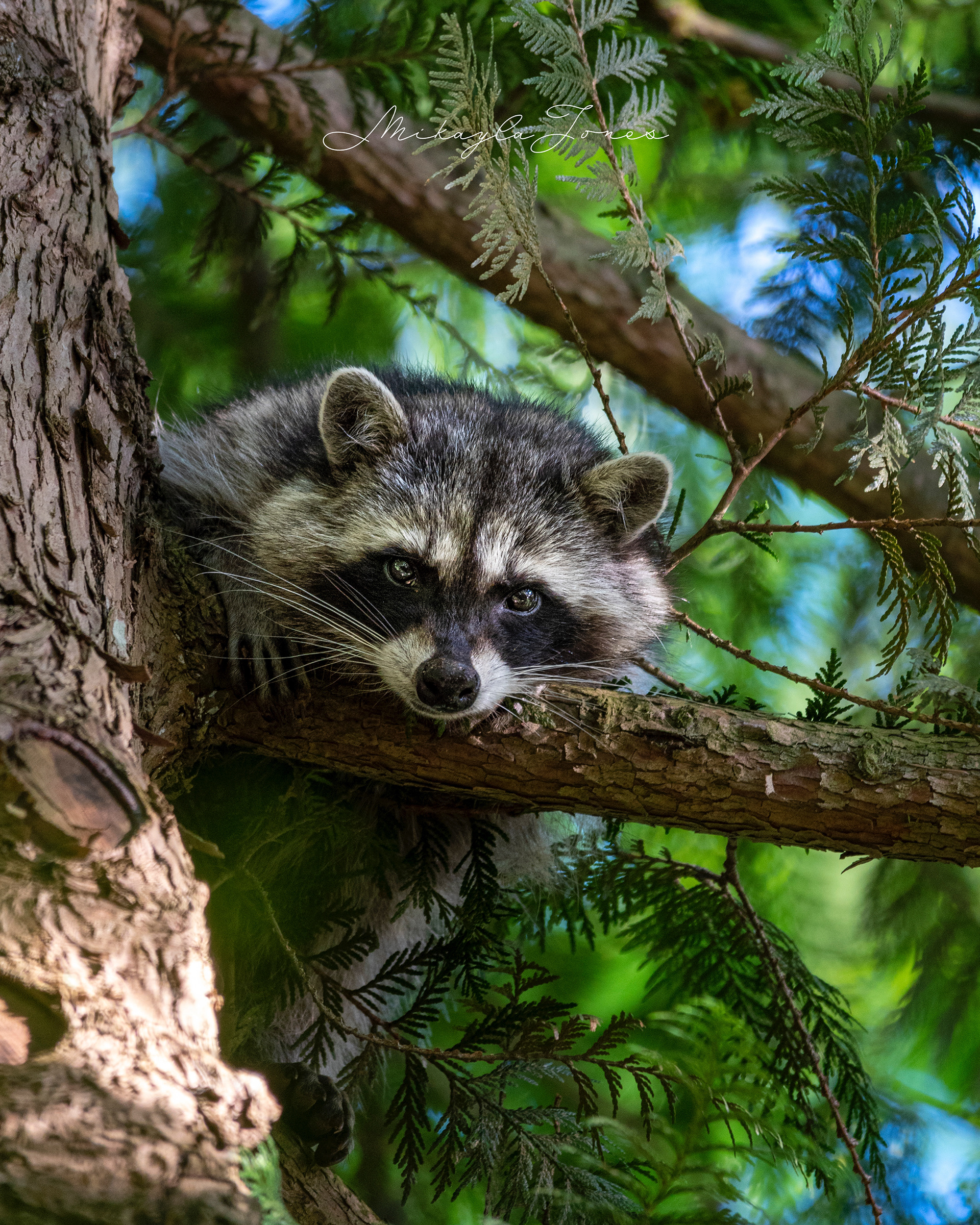 Raccoon in a tree