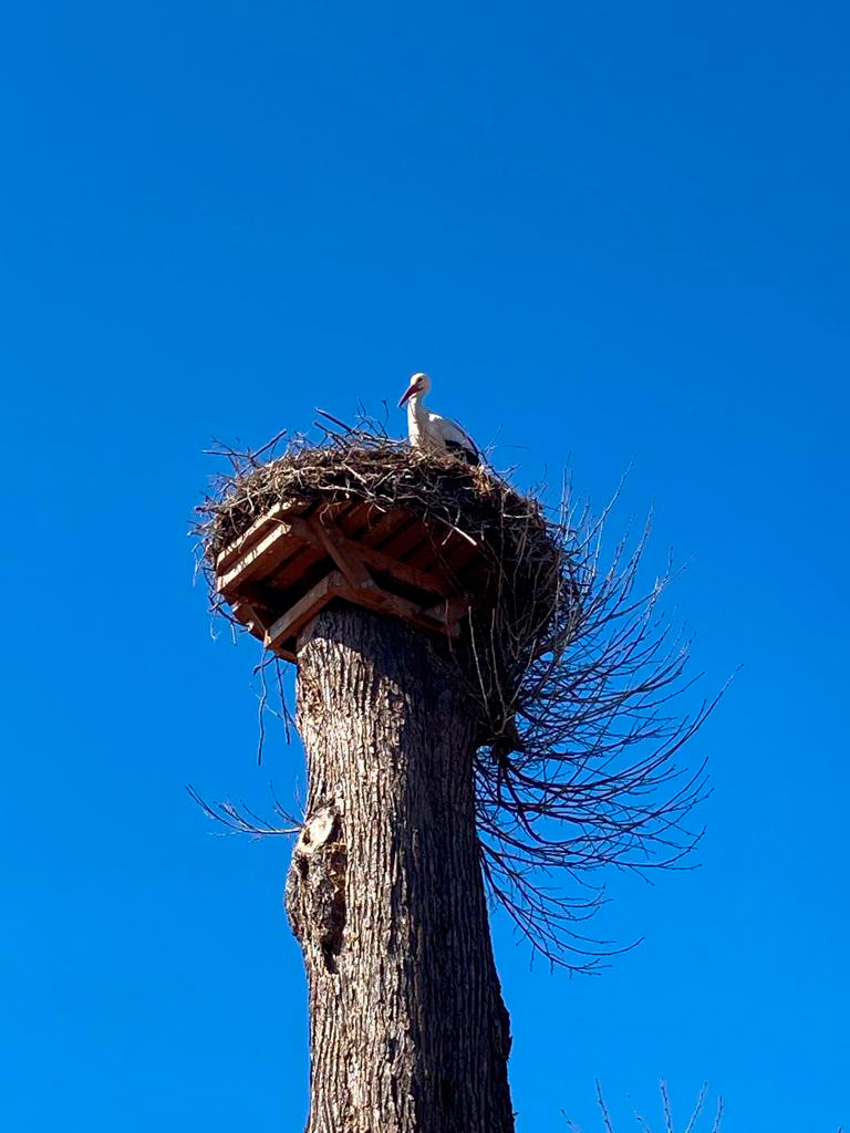 Familie Storch ist glücklich - wir auch!