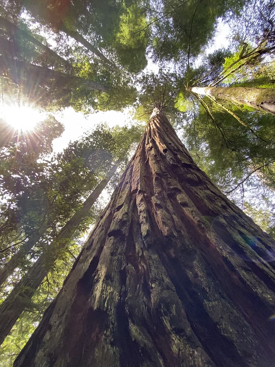 Redwood Tree CJ Dunn Photography ART 1401 Digital Photography