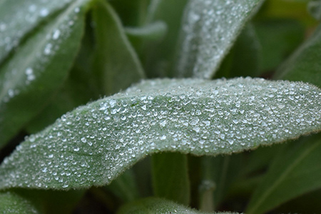 Dew Drop, Madison Rundle