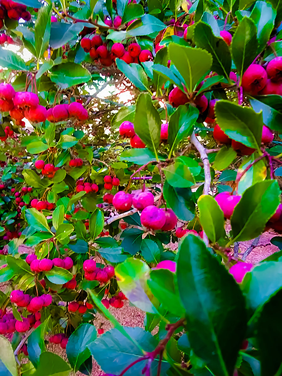 Crab Apples, Jesse Sigler