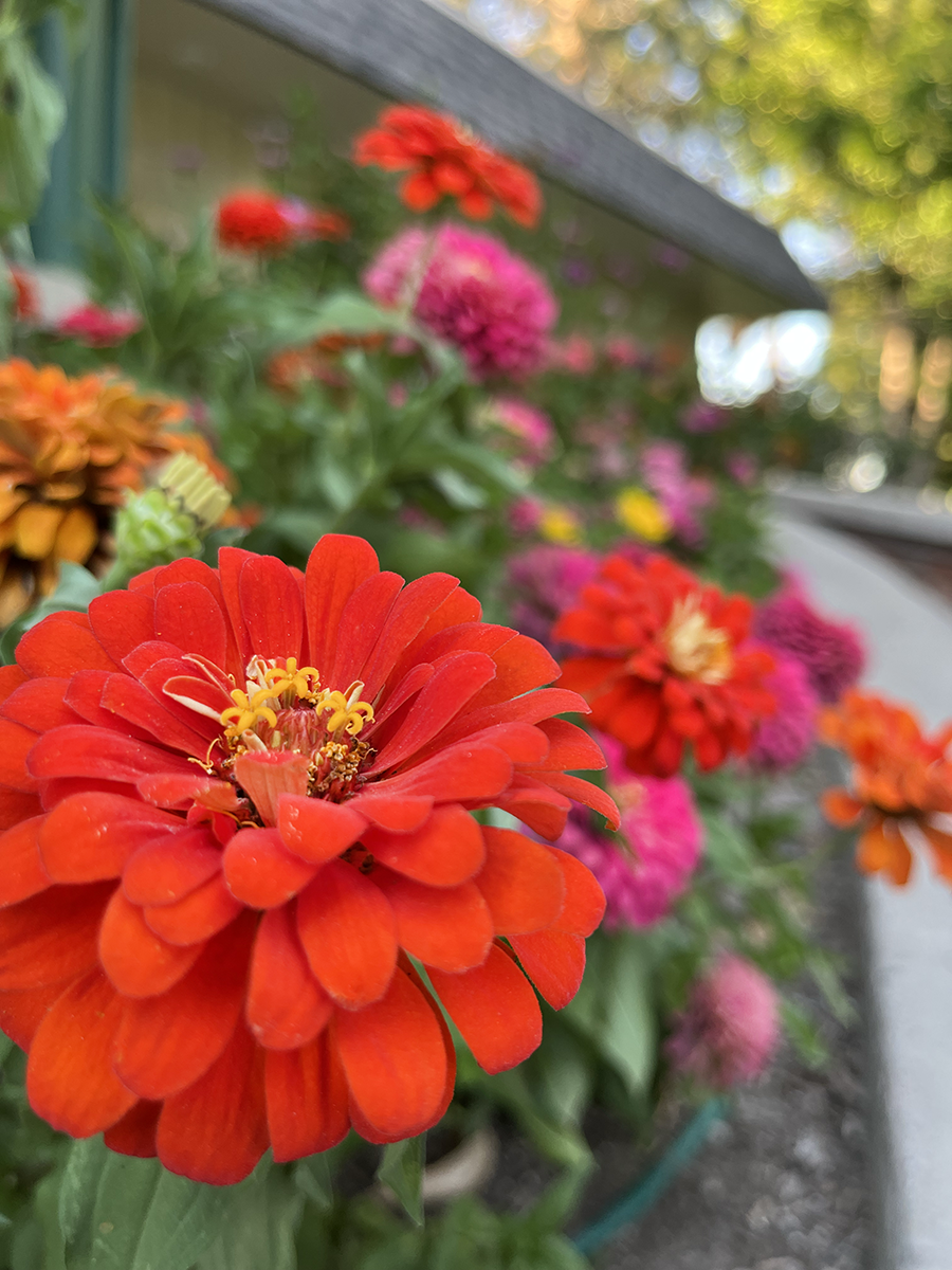 Zinnia Olivia Gifford ART 1401 Digital Photography