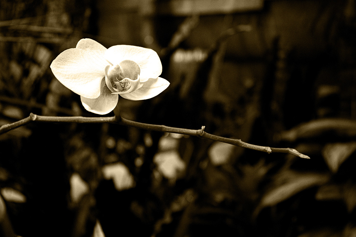 A study in flowers - Orchid Keely Wilson Photography ART 1401 Digital Photography I