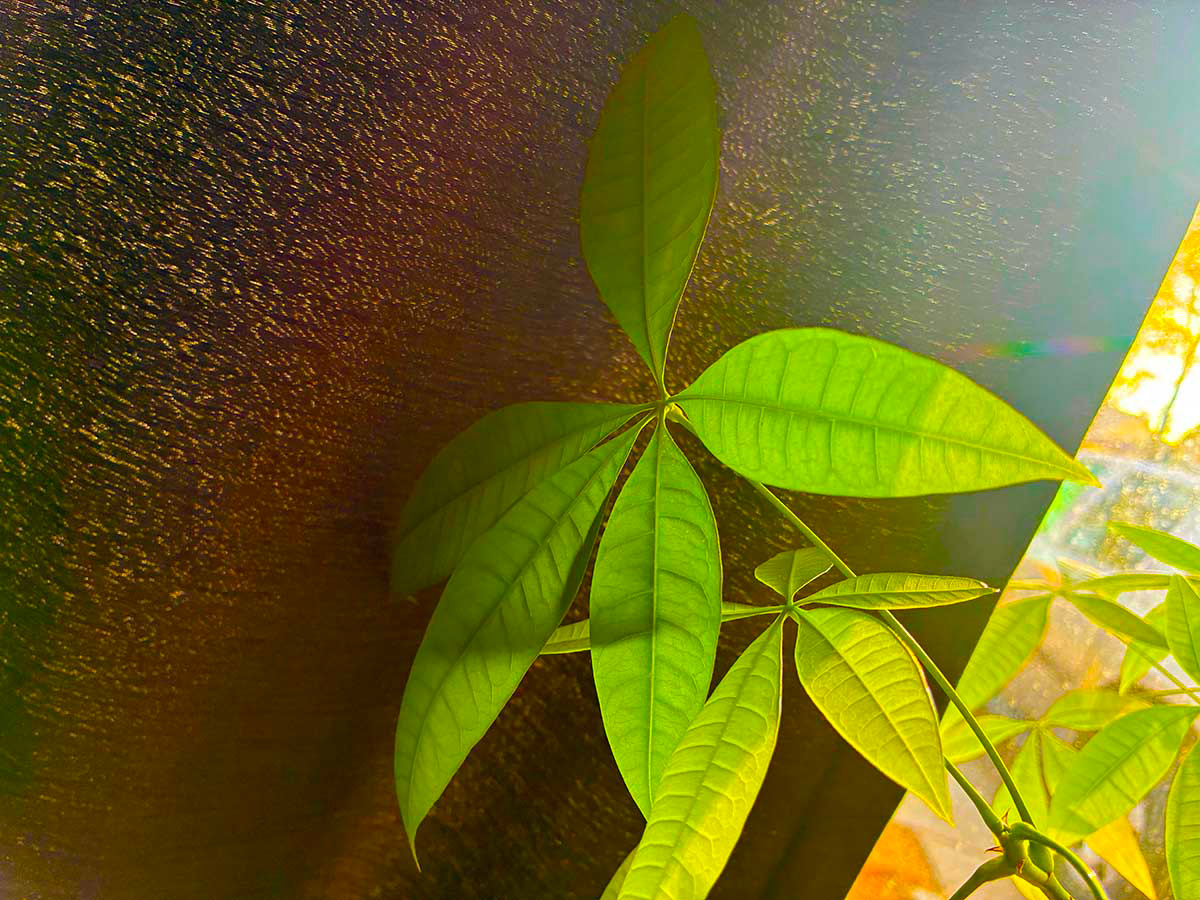 Window Plant Sarah Mriglot