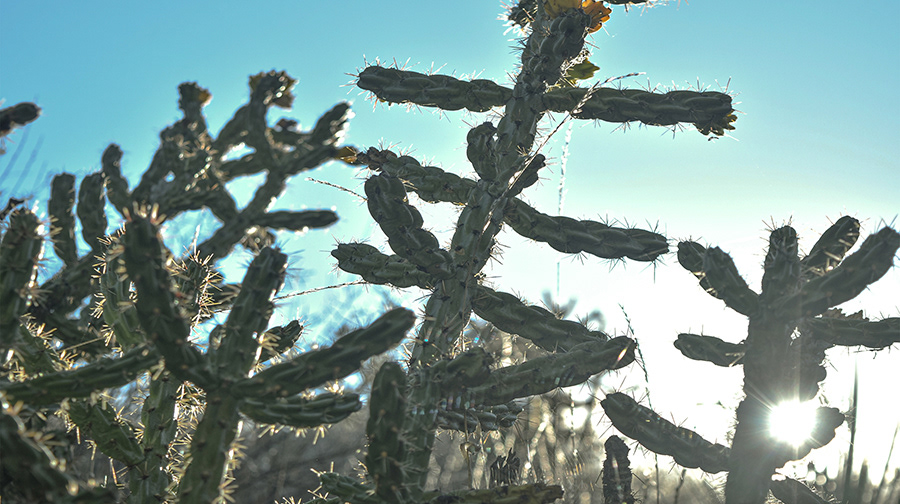 cactus, James Misiaszek