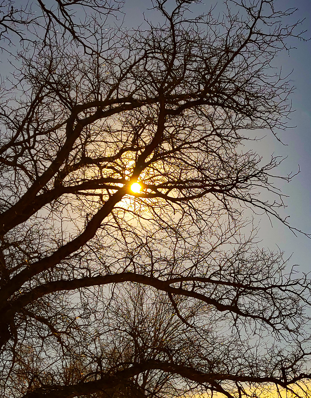 Betwixt the Tree Roman Maya $3.00 ART 139 (1401) Digital Photography I