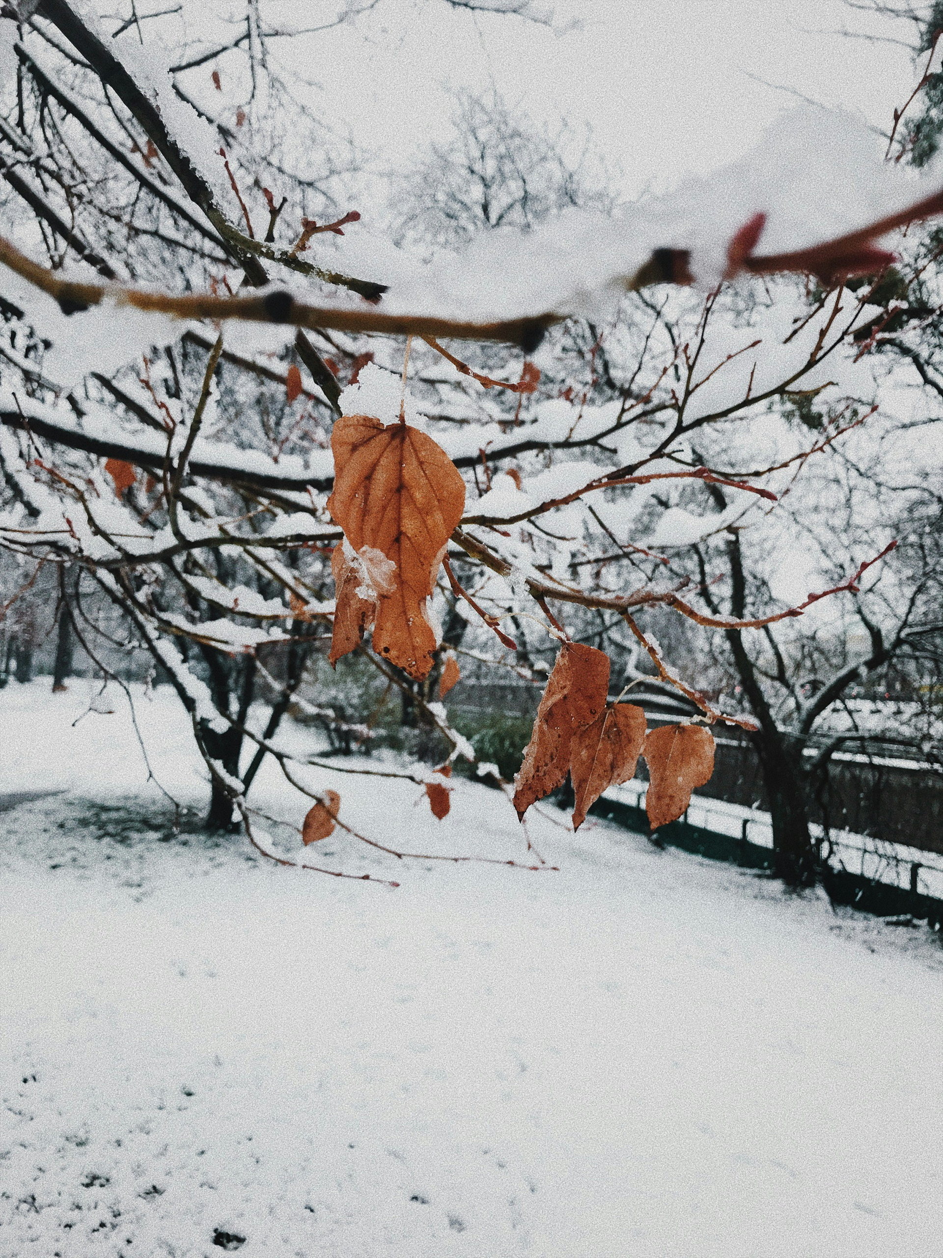 photo seasons automne hiver idee lecture idee de livre ou livre coup de coeur chiara segod
