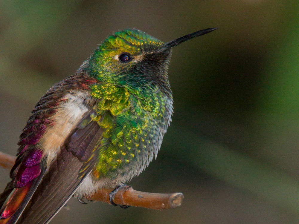 En Mendoza vive este confiado amigo.
