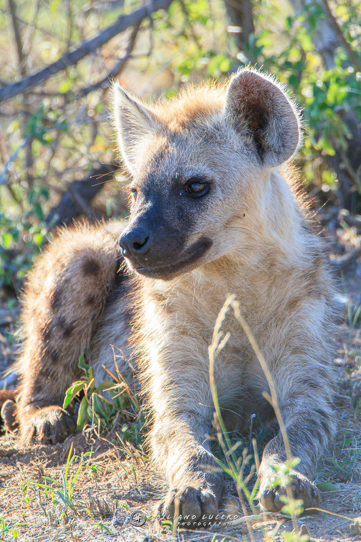 Spotted Hyena - (Crocuta crocuta)Sudáfrica - South Africa