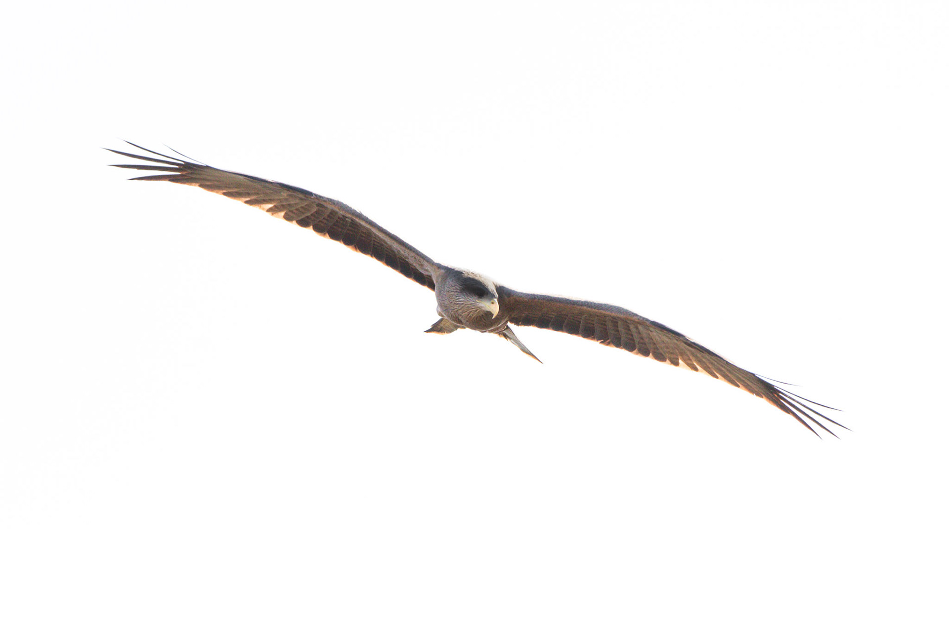 All yellow bill, fork tail