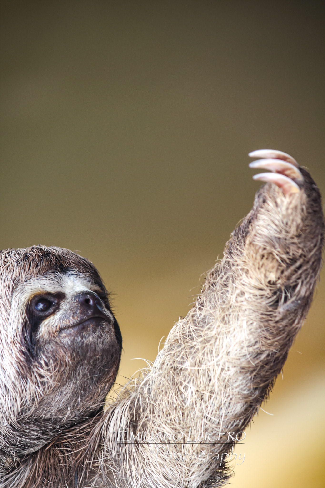 This sloth reaches out to an imaginary tree, a reminder of how much damage humans are making to the rain forest. Amazonas, Peru