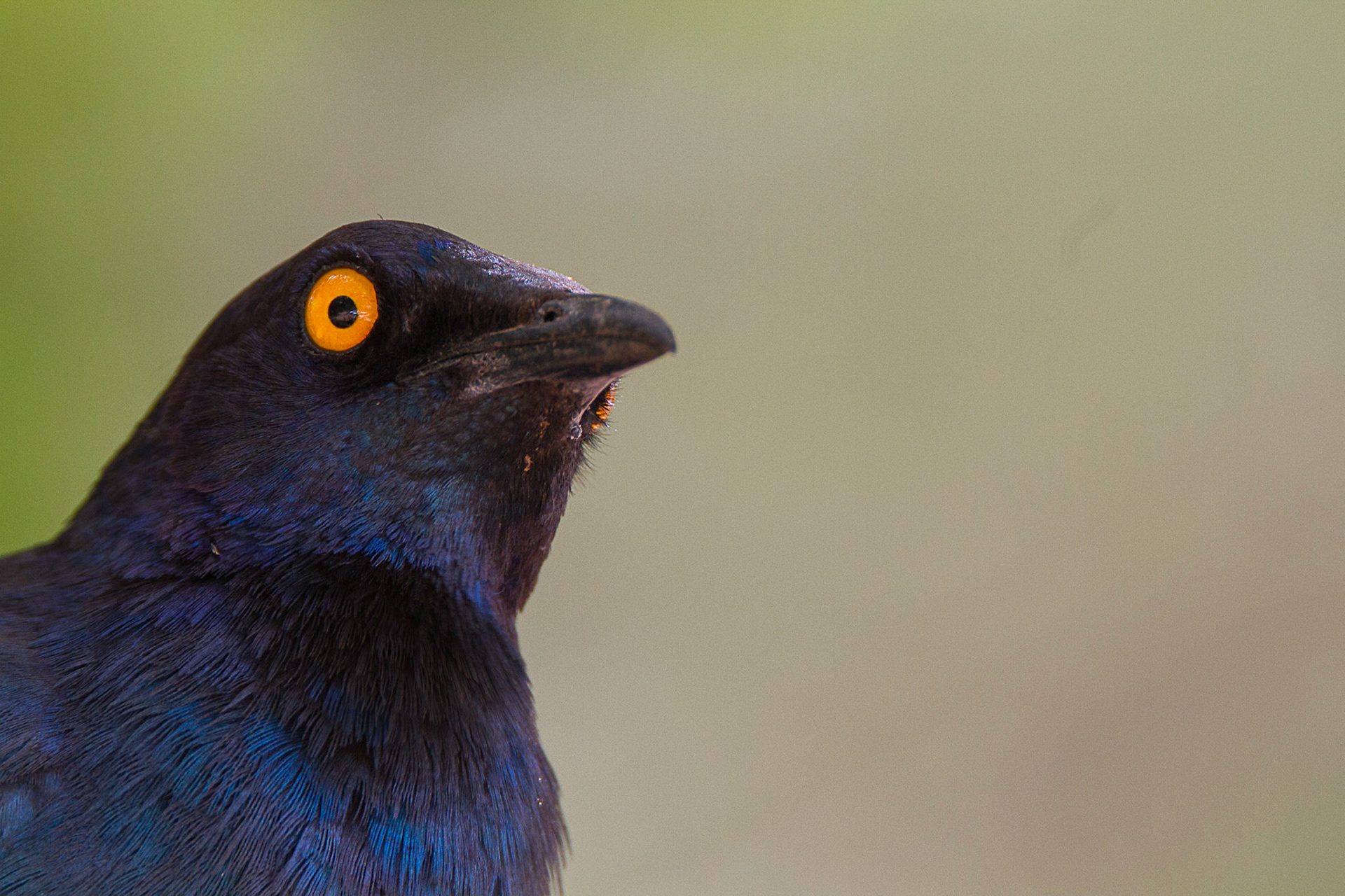 Cape glossy starling - Lamprotornis nitens