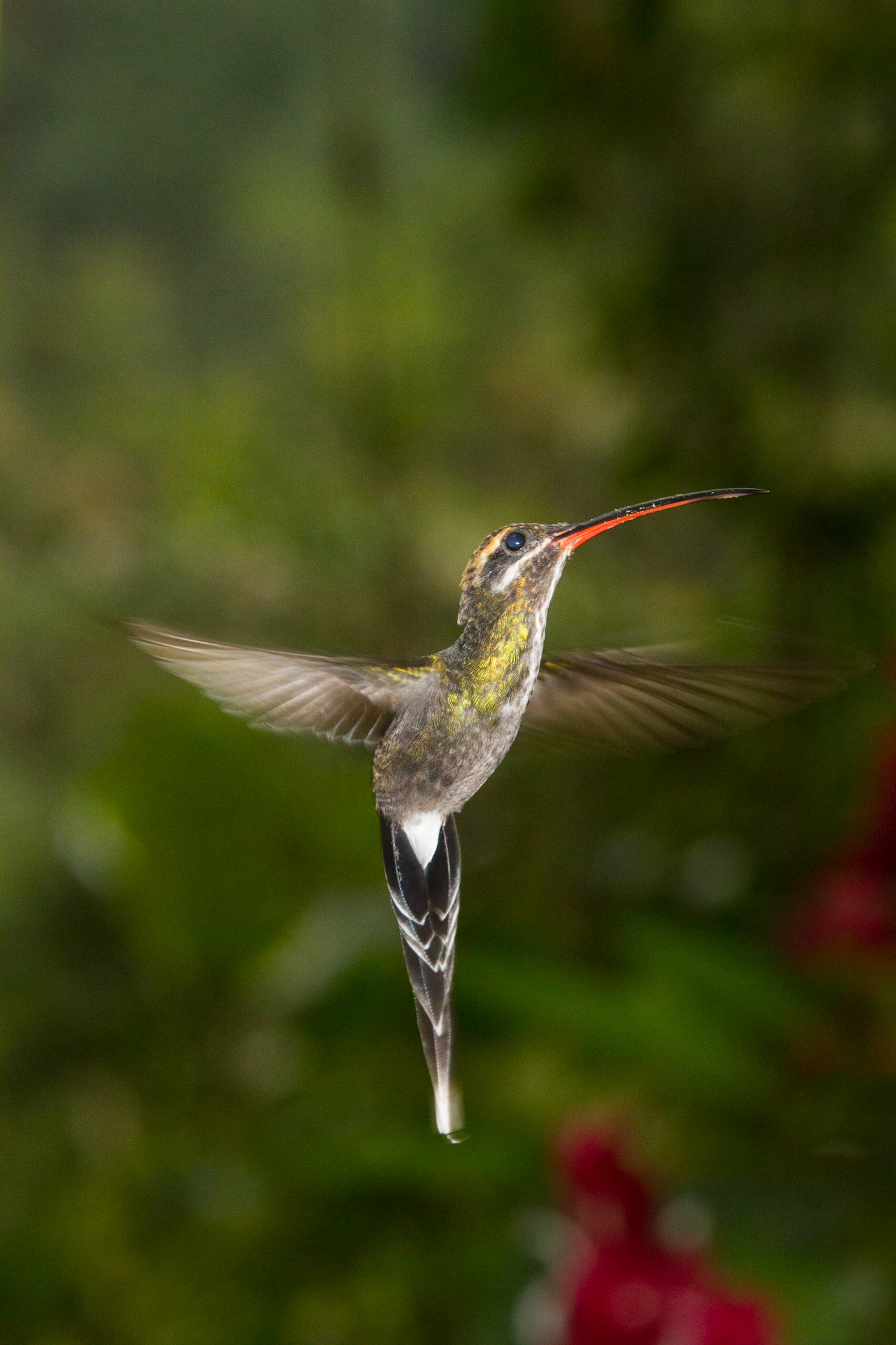 hermitaño barbiblanco, Phaethornis hispidus, White'bearded Hermit, Mindo Ecuador