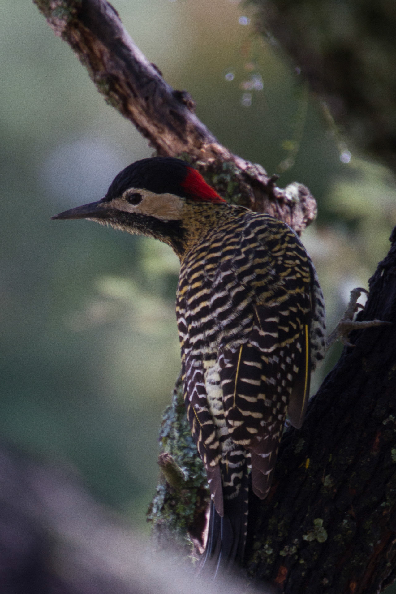 Green-Barred woodpecker / Carpintero real / Calaptes melanochloros