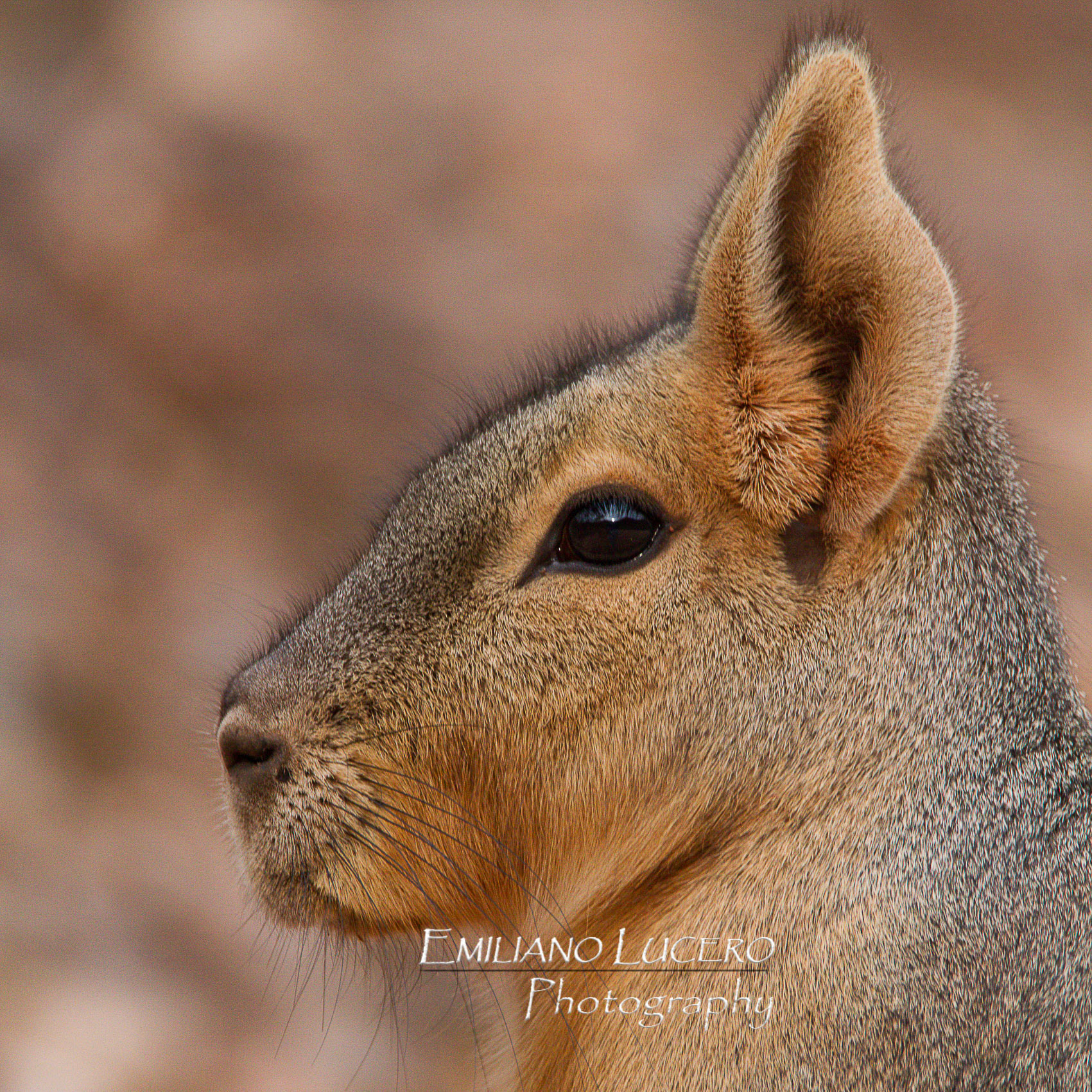 Mara, Liebre Patagonica