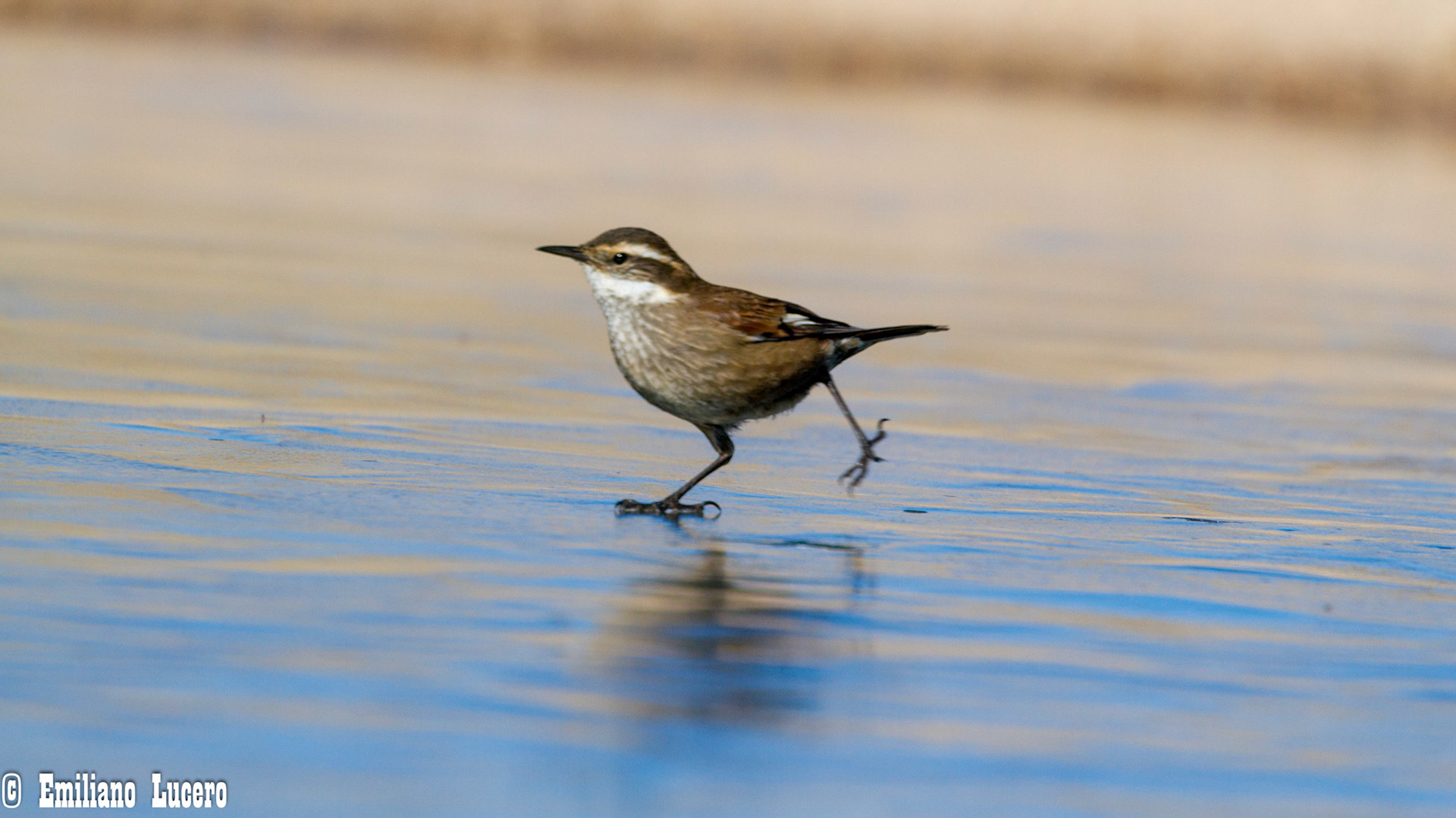 Remolinera Castaña - Cinclodes atecamensis