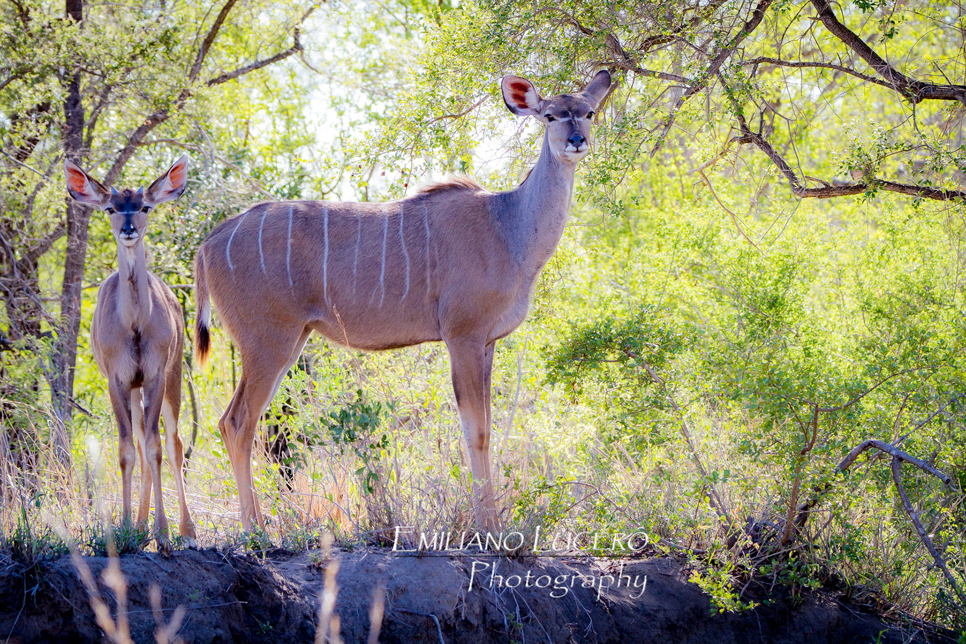 Kudu (Tragelaphus strepsiceros)Kruger NP - South Africa