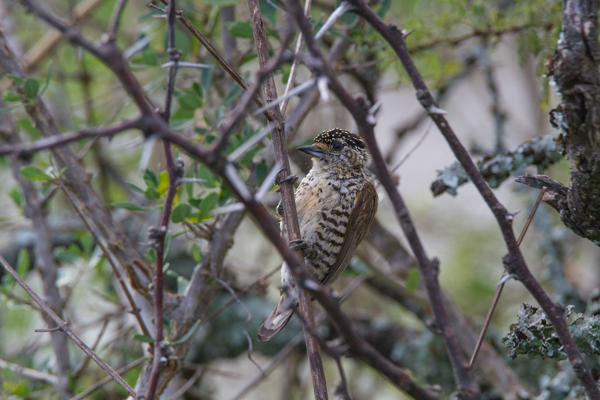Carpinterito común - White-barred piculet - Picumnus cirratus