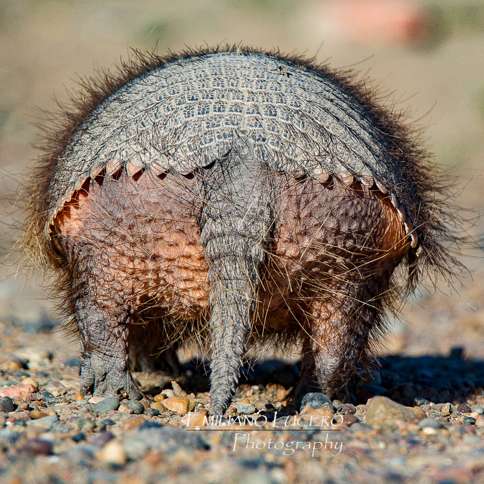 Peludo va