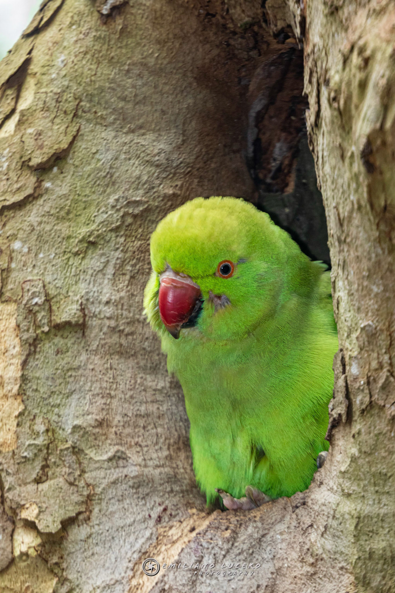 Rose-ringed parakeet (Psittacula krameri)Amsterdam - The Netherlands (Holanda)