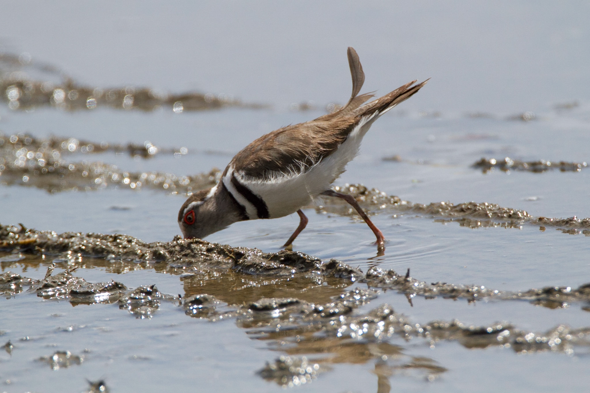 Three-banded plover - Charadrius tricollaris