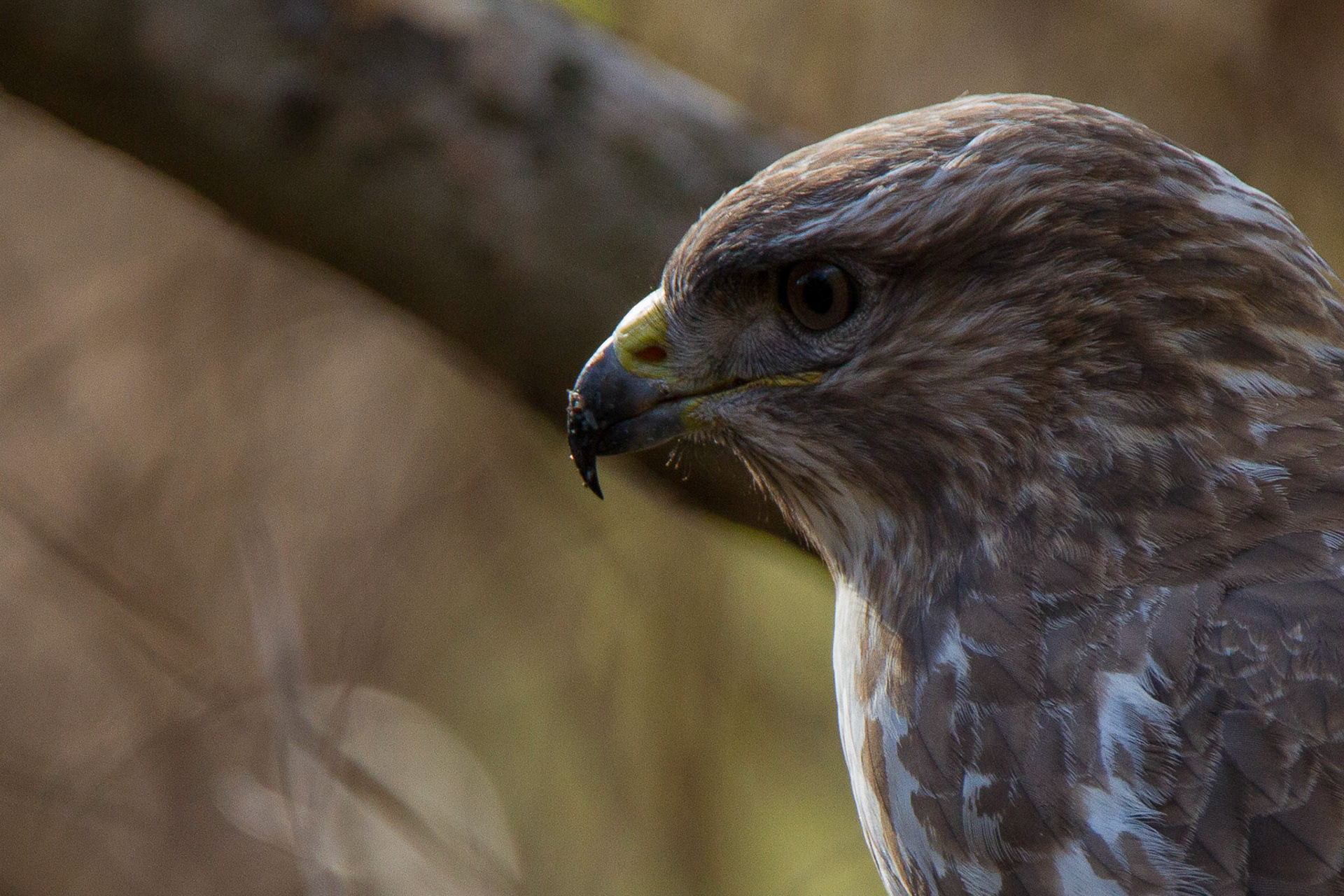 Common Buzzard - Buteo buteo