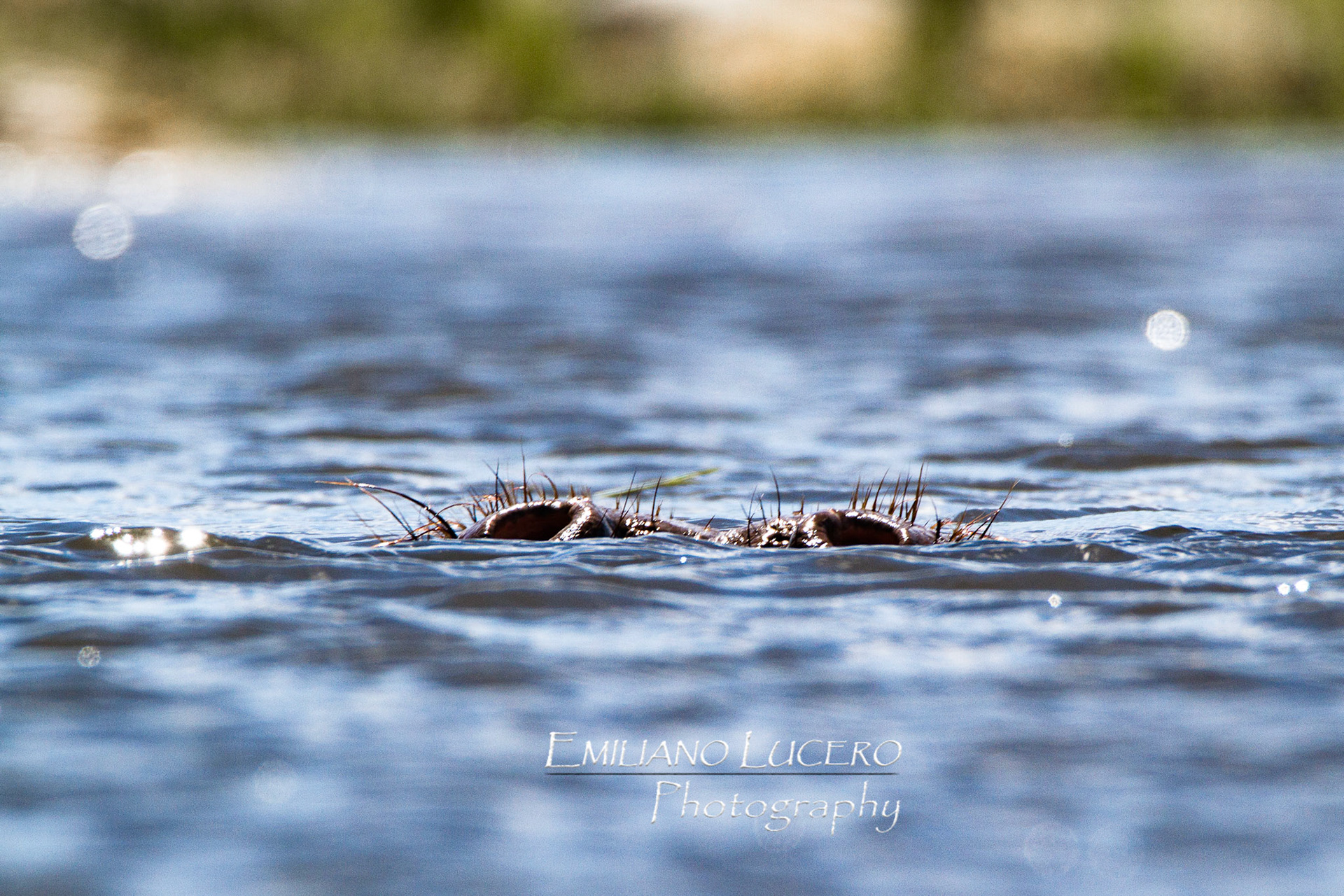 Guess who is under the water. Missis Hipo. The day was so hot that it barly left this position for hours. Kruger National Park, South Africa.