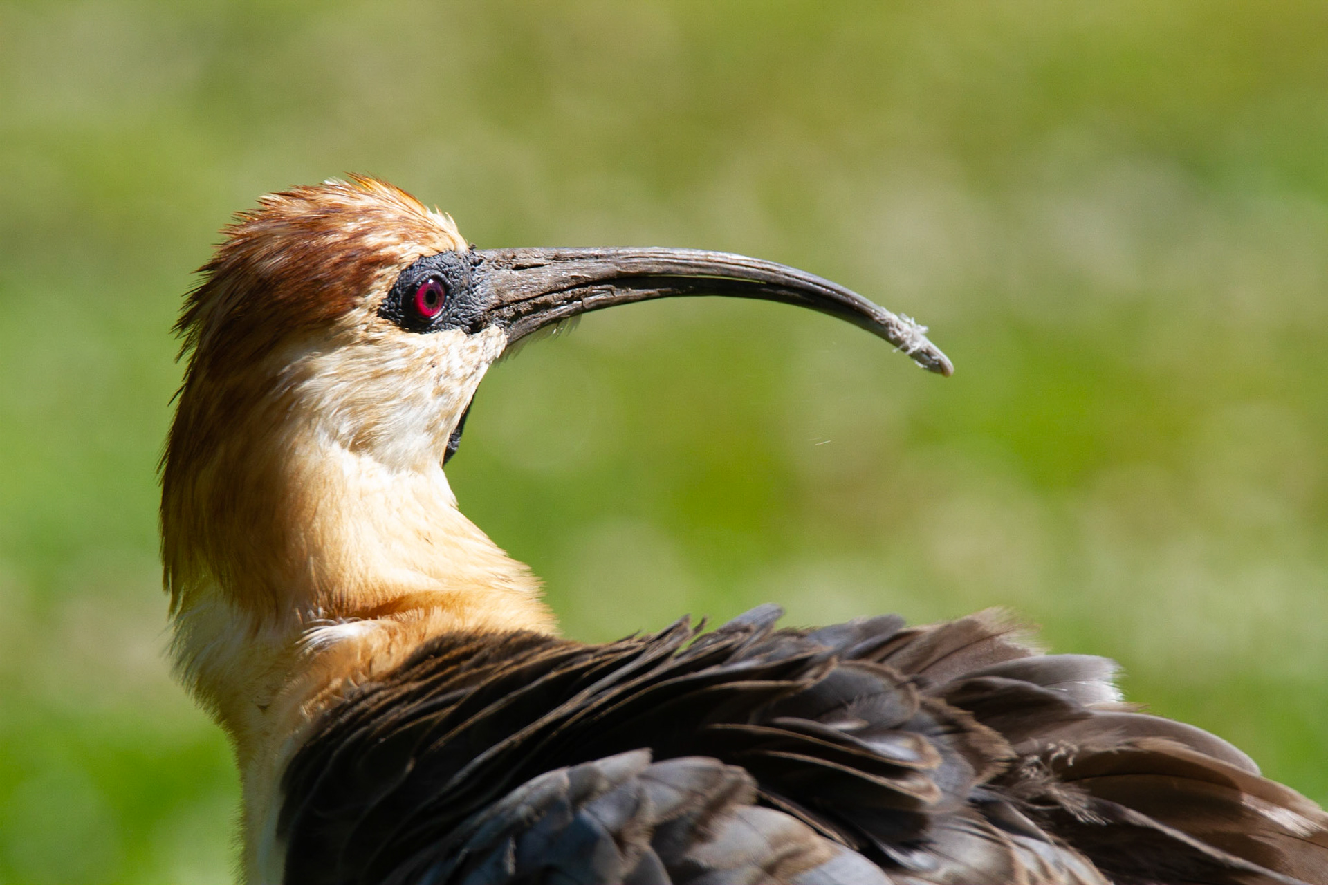 Theristicus melanopis, Bariloche, Argentina