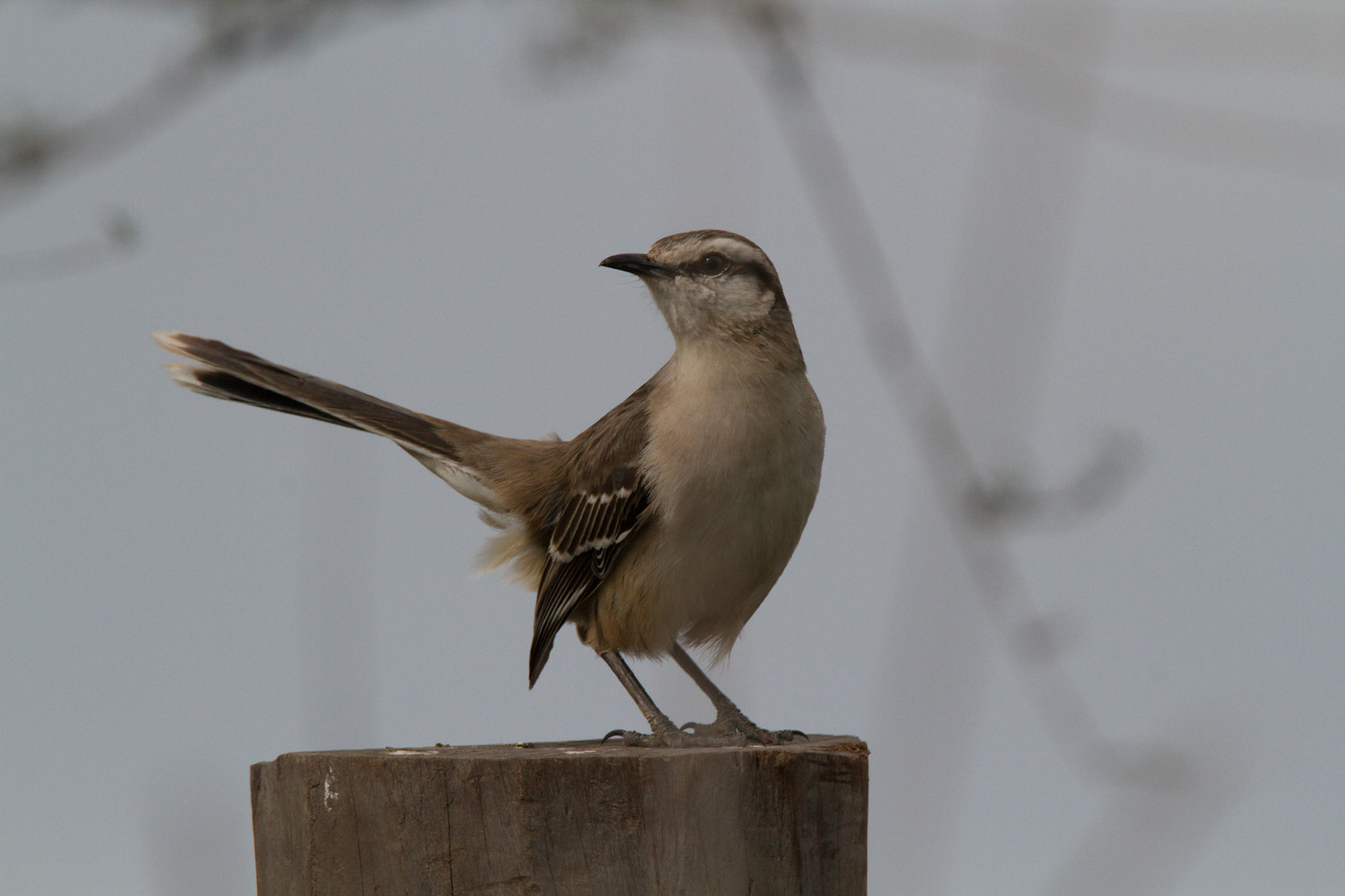 Calandia, Cordoba, Argentina