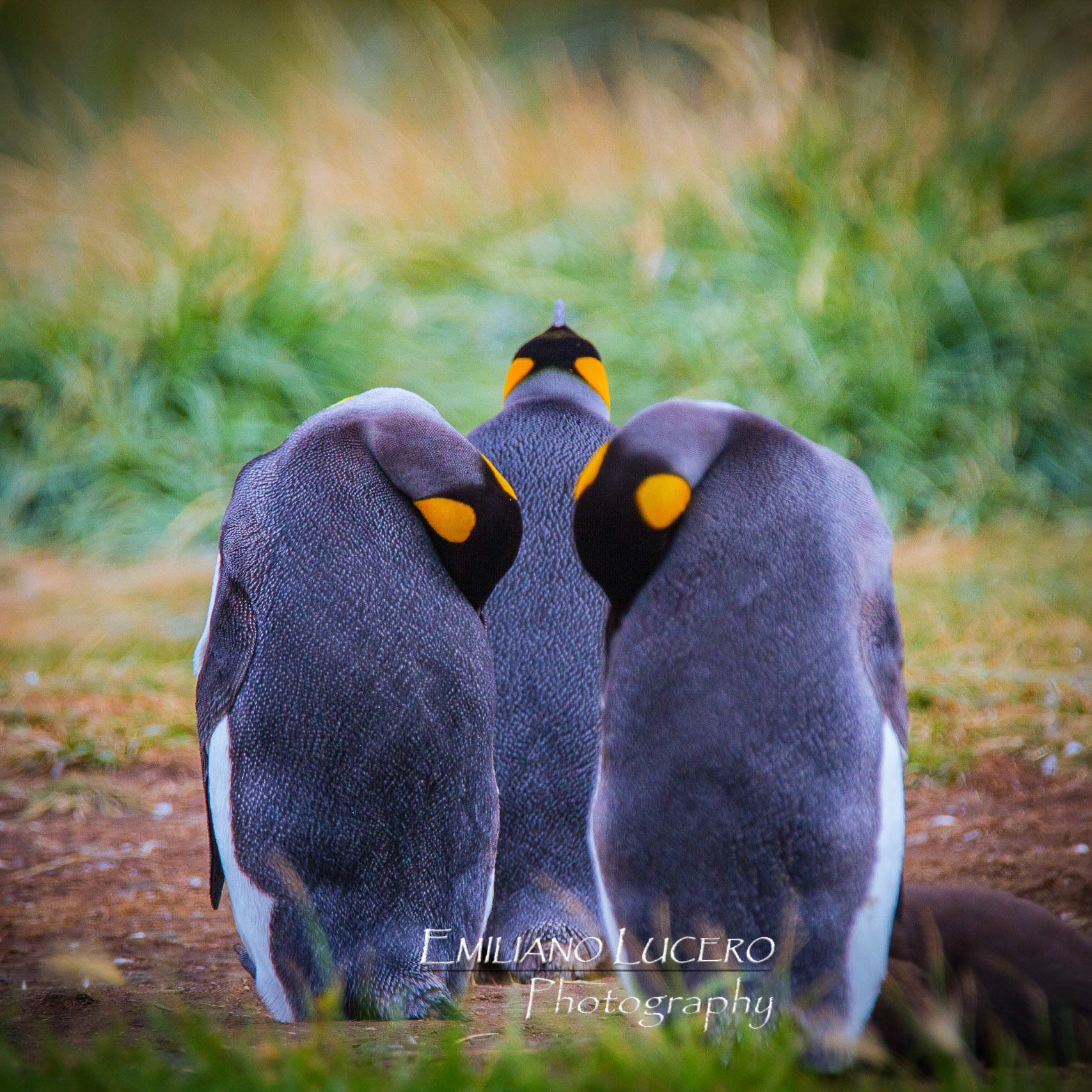 Amazing Emperor pinguins come ever year to Tierra del Fuego's shore to start a new breading season.