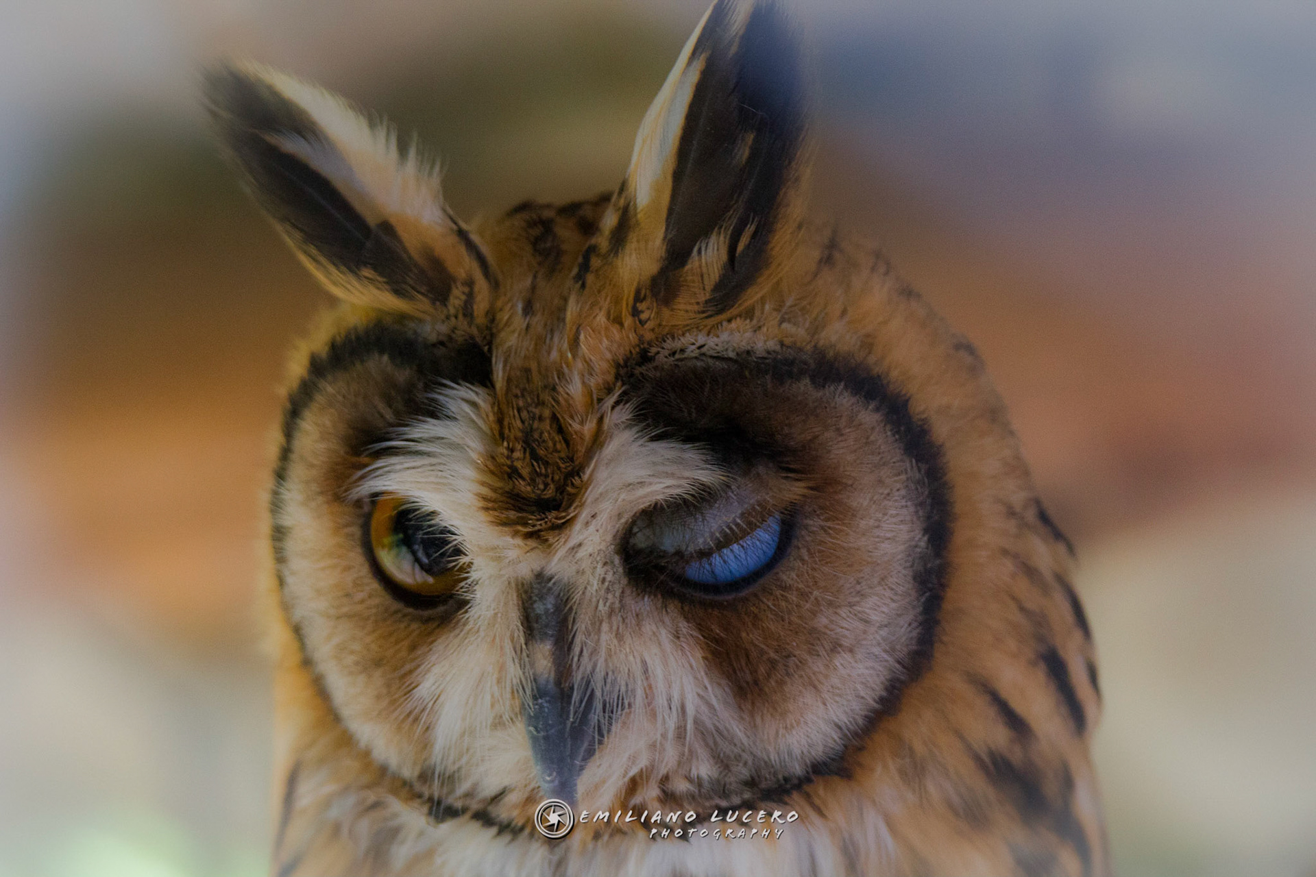 Lechuzón orejudo / Asio clamator / Striped owl